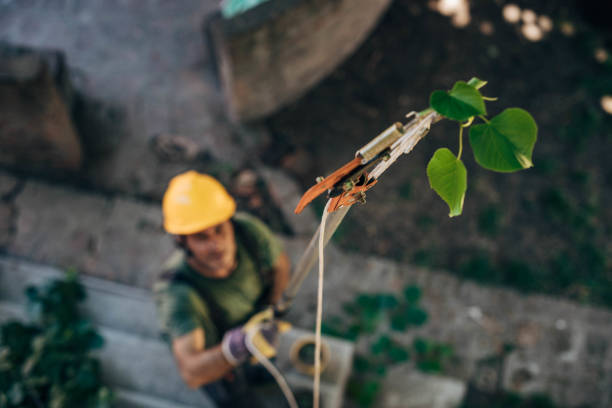 The Steps Involved in Our Tree Care Process in Cambridge, NE